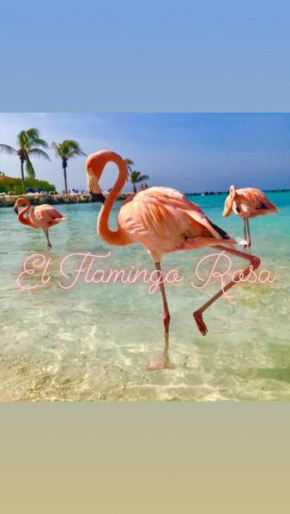 El Flamingo Rosa Cod IUN P5386